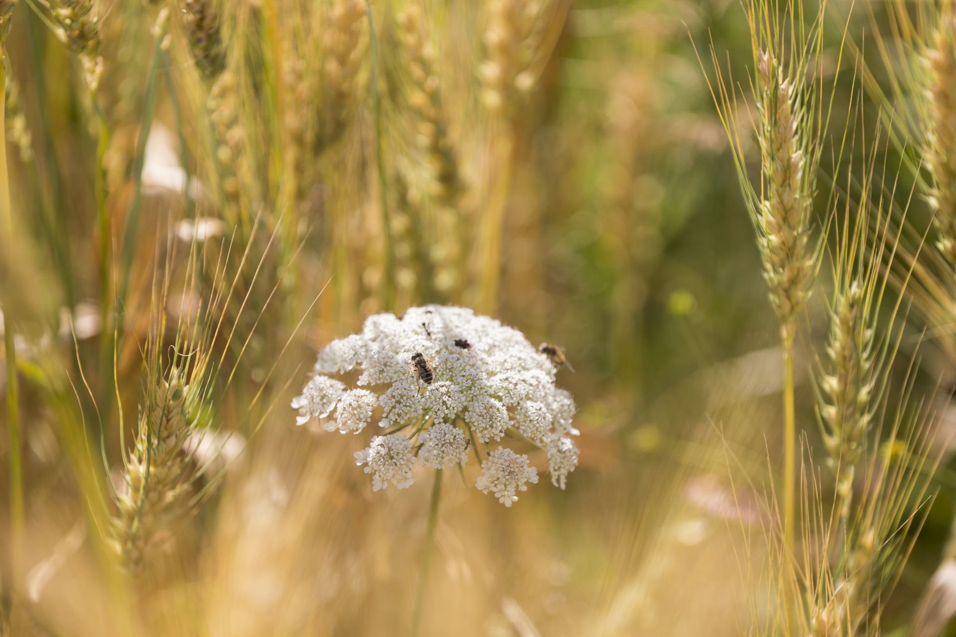 In Garten werden eine grosse Auswahl an Gemüse, Kräuter und Blumen gepflegt.